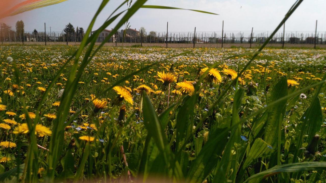 Agriturismo Taglio del Re Villa Jesolo Esterno foto