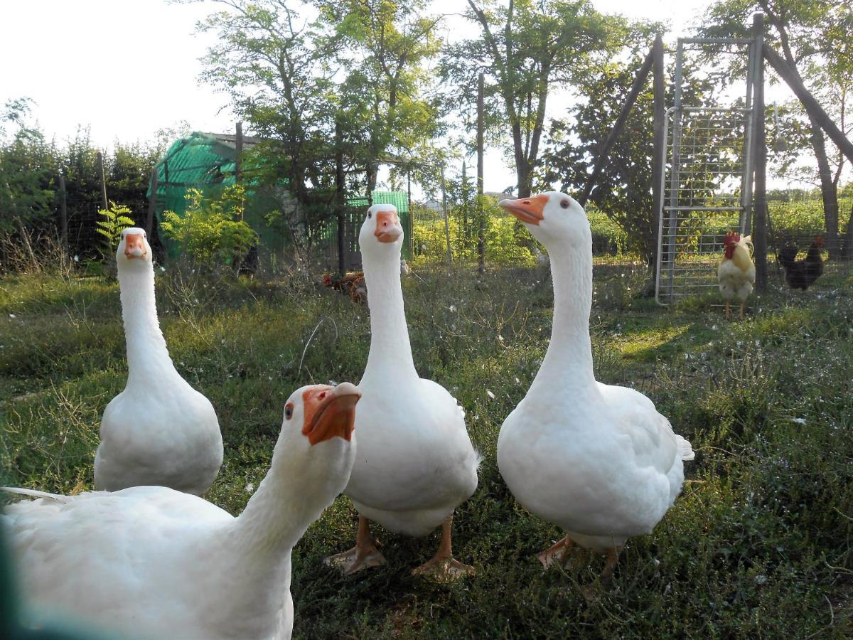 Agriturismo Taglio del Re Villa Jesolo Esterno foto